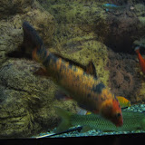 IMG_1439.JPG