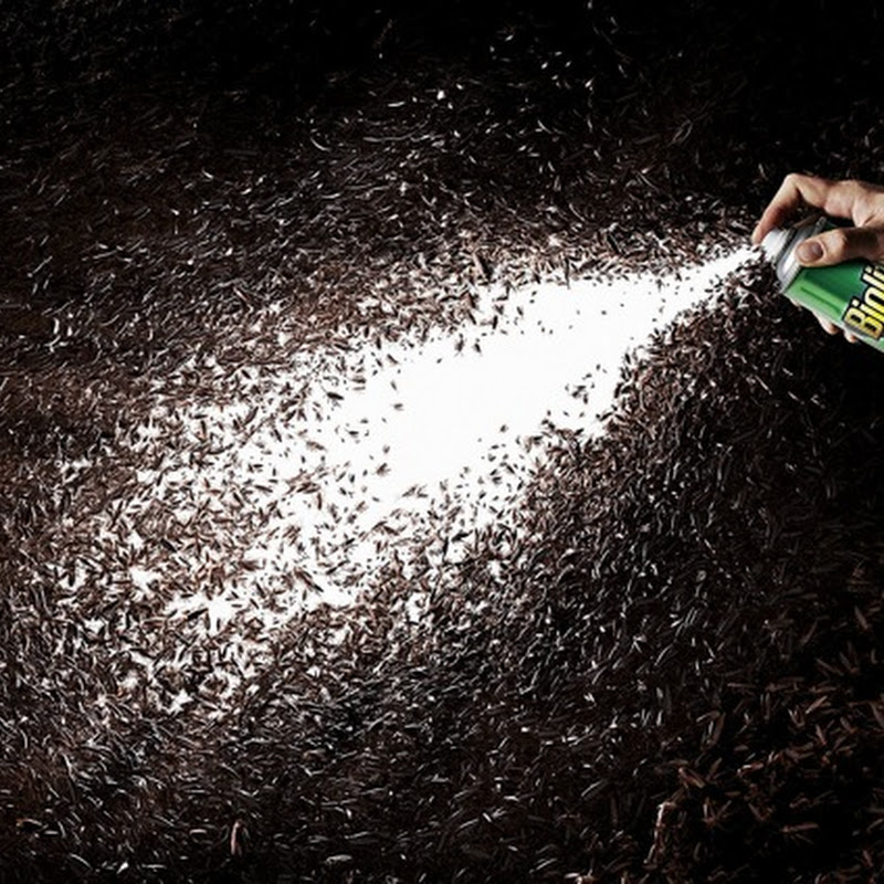 Arte saturado de insectos