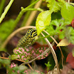 catapiller-3.jpg