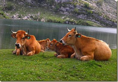 Vacas vaques Asturias Asturies Vacas vaques Asturias Asturies