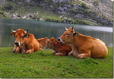 Vacas vaques Asturias Asturies