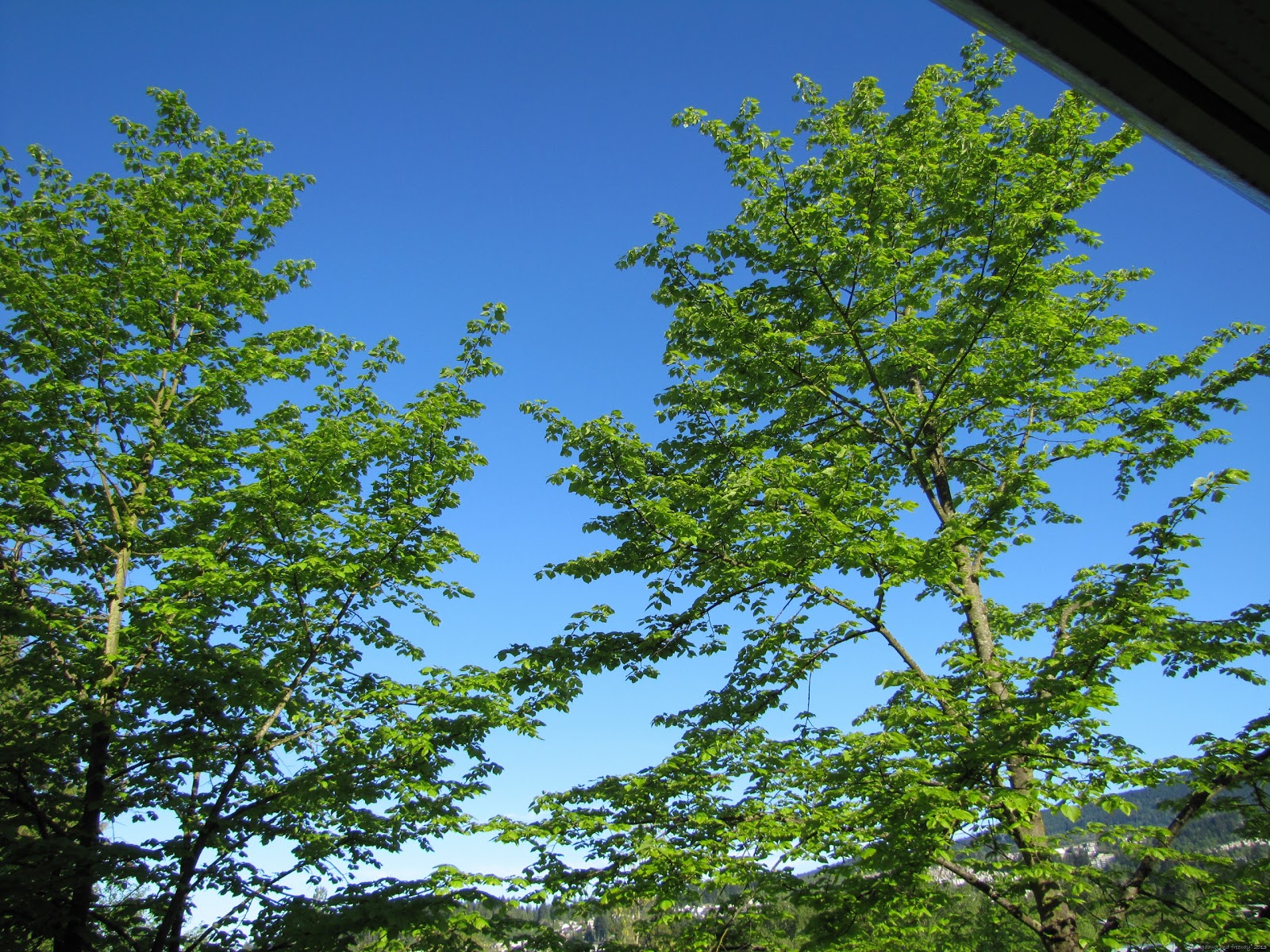 [IMG_12533.jpg]