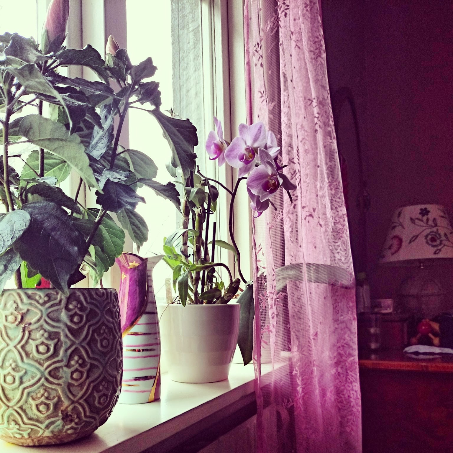 Yvonnes värld, både inne och ute!: lite nya rosa blommor till hemmet