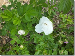 DSCF0510 DSCF0510
