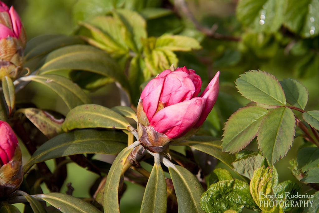 [blom_20120516_rhododendron0%255B2%255D.jpg]