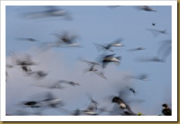 Tree Swalow Swarm Blur D7K_4115 August 18, 2011 NIKON D7000