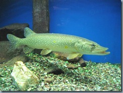 IMG_2641 IMG_2641