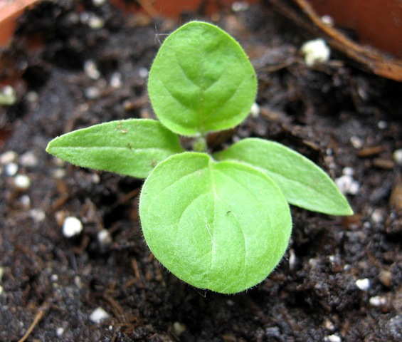 [IMG_1880%255B2%255D.jpg]