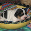 VirguleChiots08 007.jpg