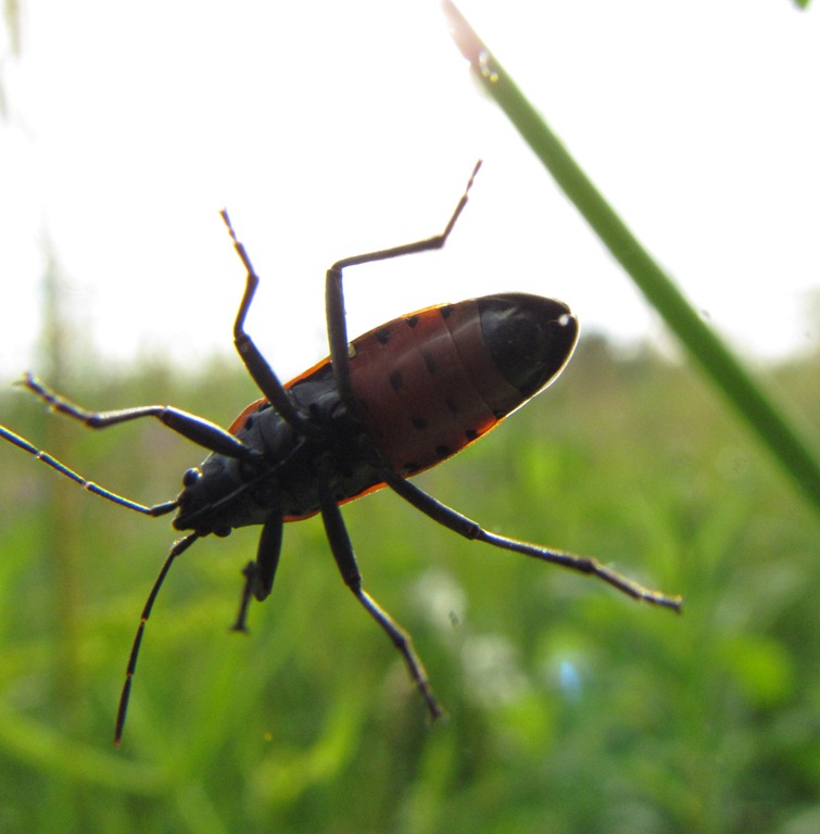 [Beetle%2520Bottom%25207x7%255B4%255D.jpg]