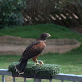 Cub Pack Holiday - Skreens Park 2012 - DSC_0133.jpg