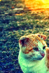 Sapiens sapiens the cat