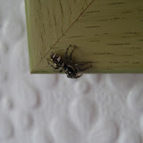 Salticus scenicus - truly one of the cutest spiders. 'Scenicus' means actor, and it certainly entertains!