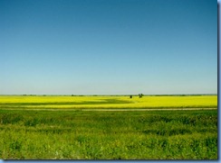 8408 Manitoba Trans-Canada Highway 1 - canola field