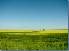 8408 Manitoba Trans-Canada Highway 1 - canola field 8408 Manitoba Trans-Canada Highway 1 - canola field