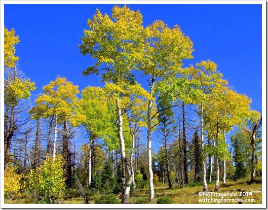 IMG_8124Aspens IMG_8124Aspens