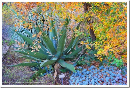 131230_UCBG_Agave-aff-macroculmis_001