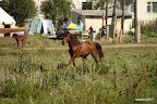 Horses around Jeti Örgüz