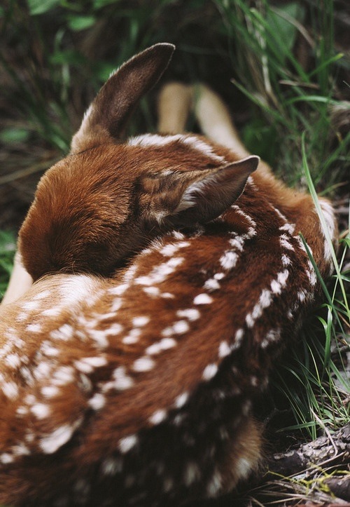 [deer4.jpg]
