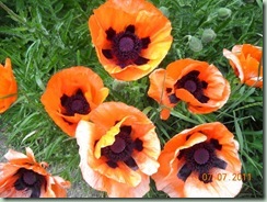 poppies