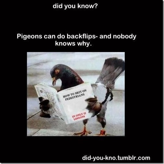 viral-picdump-pics-36