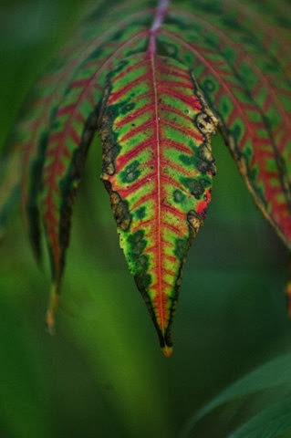 012 (425x640) 012 (425x640)