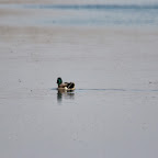IMG_0981.JPG