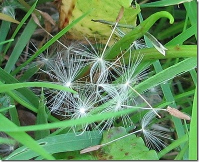 20120514 Lawn dandelion seeds b