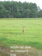 7.26.2012 deer on morse bros bog facing woods listening and watching6 7.26.2012 deer on morse bros bog facing woods listening and watching6