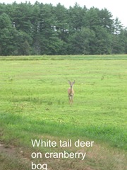 7.26.2012 deer on morse bros bog facing woods listening and watching6