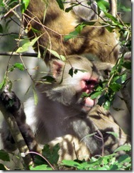 Rhesus monkey on Silver River