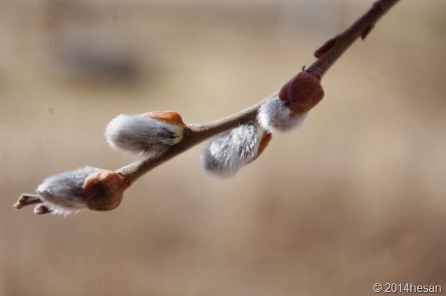 vår 010 (640x425) vår 010 (640x425)