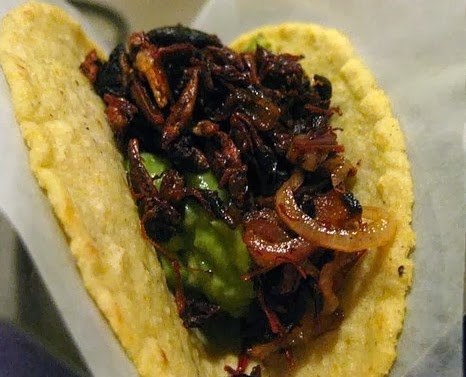 [grasshopper%2520taco%2520closeup%255B5%255D.jpg]