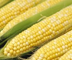 [Corn%255B4%255D.png]