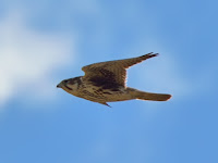 DSC_7291.jpg