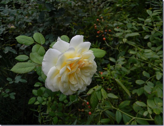 DSCN7569 DSCN7569