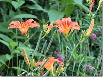 tigerlilly tigerlilly