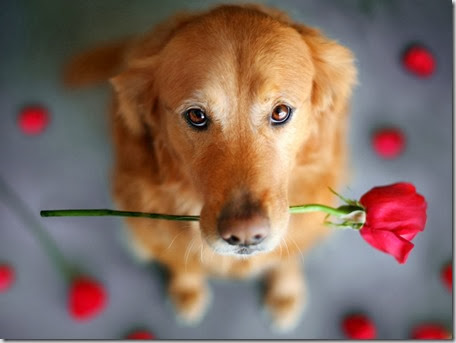 domande frequenti in riproduzione canina 2 domande frequenti in riproduzione canina 2