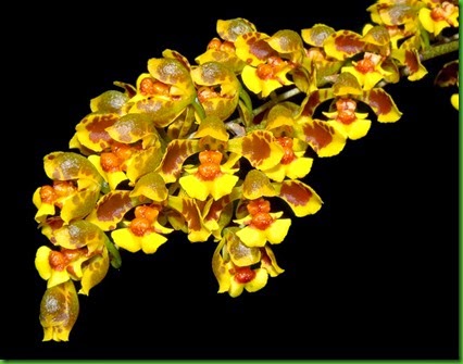 OR Gomesa gutfreundiana OR Gomesa gutfreundiana
