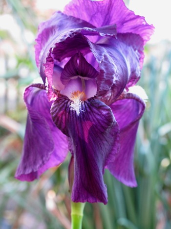 iris