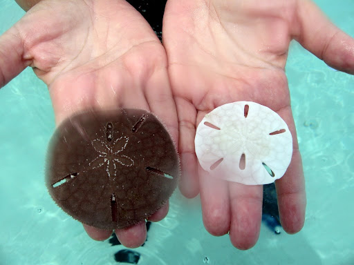 Dead Sand Dollar