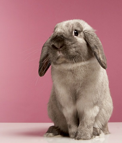 [animals-worried-face-18%255B2%255D.jpg]