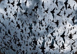 Black Bats