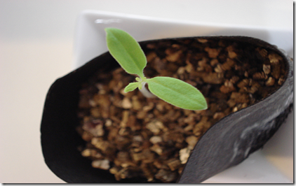 seed-and-true-leaves-on-a-tomato-seedling