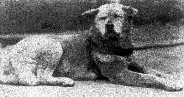 Hachiko 5