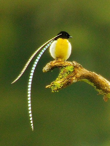 птиц
