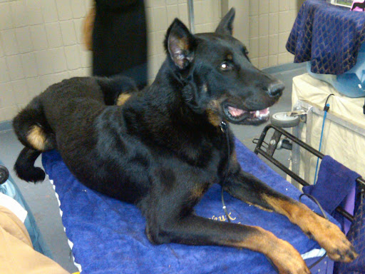 Beauceron