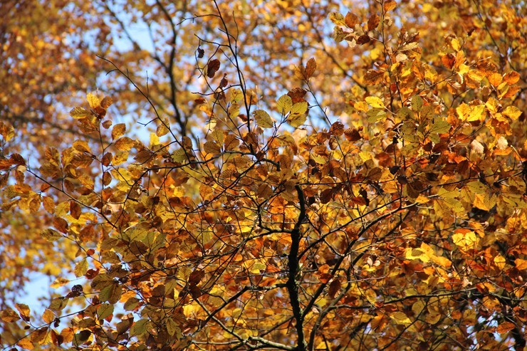 IMG_5618 IMG_5618