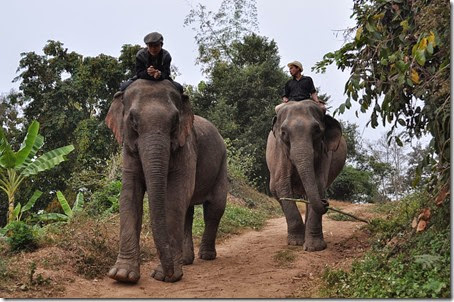 Laos Luang Prabang Elephant mahout course 140202_0018