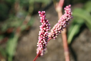 Pink of White
